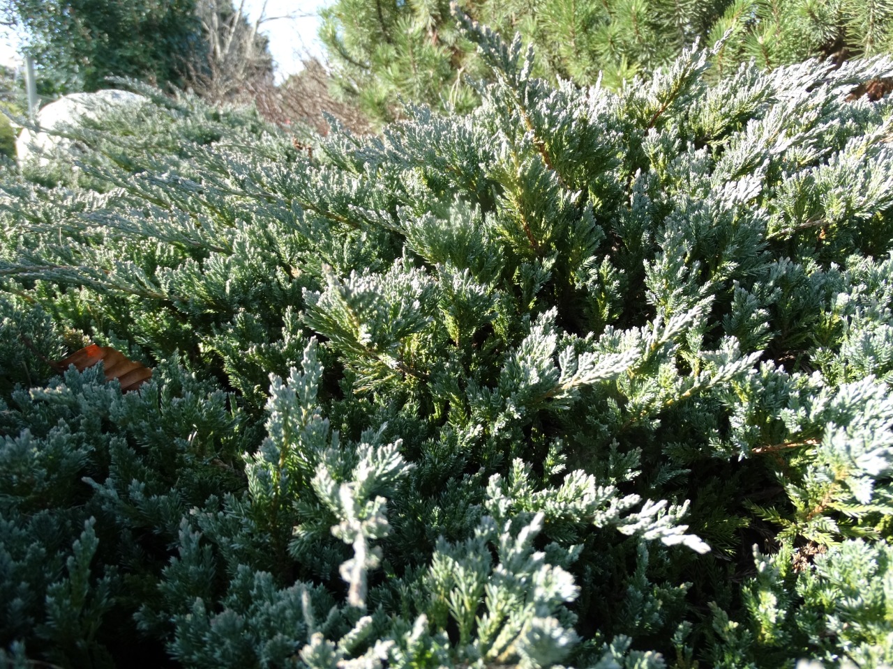 Juniperus squamata