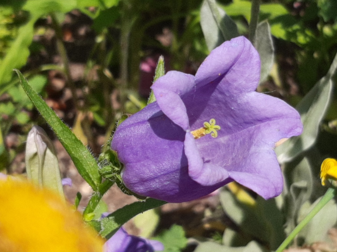 Campanula medium