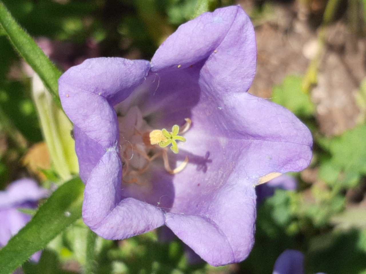 Campanula medium