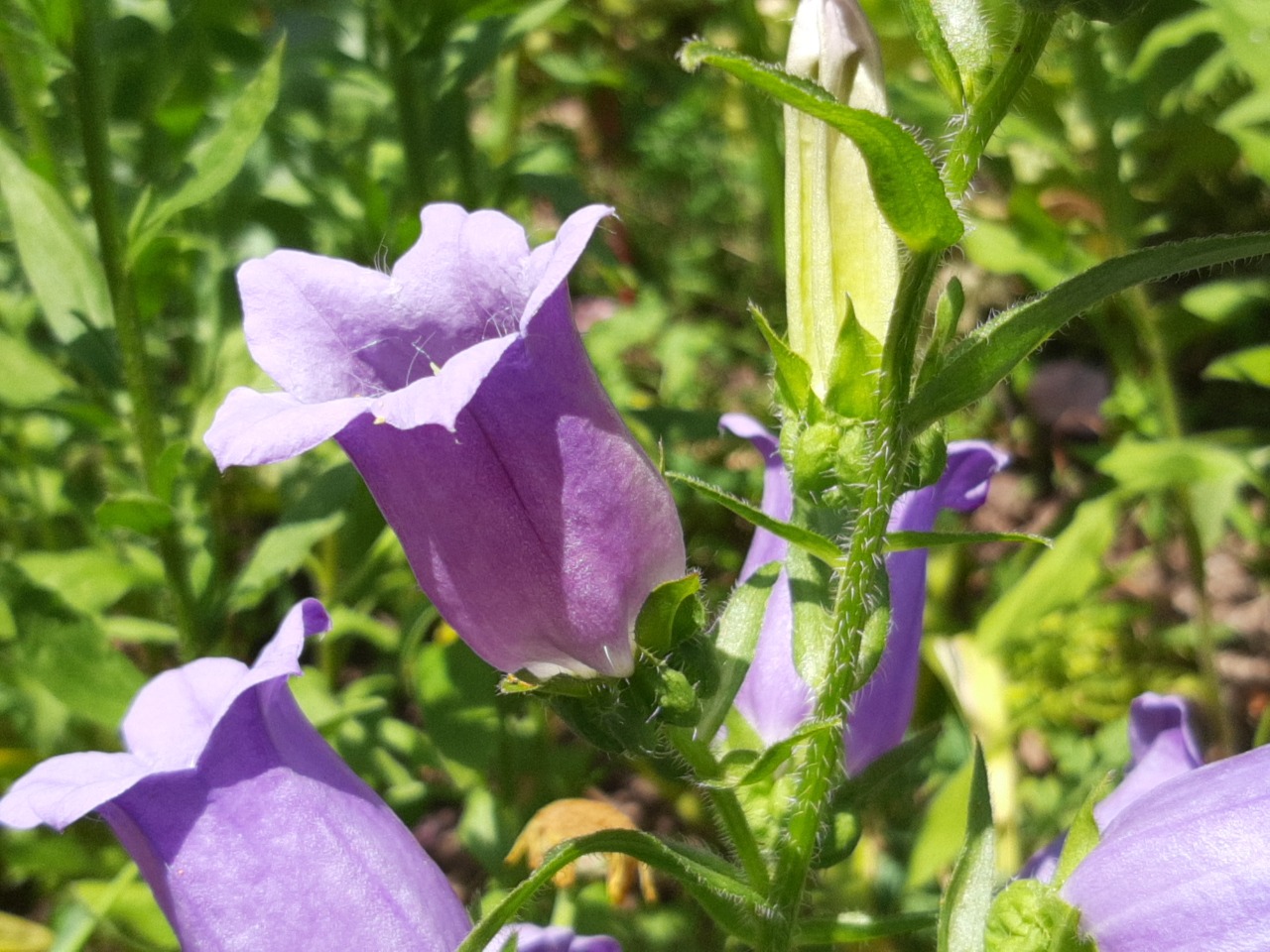 Campanula medium