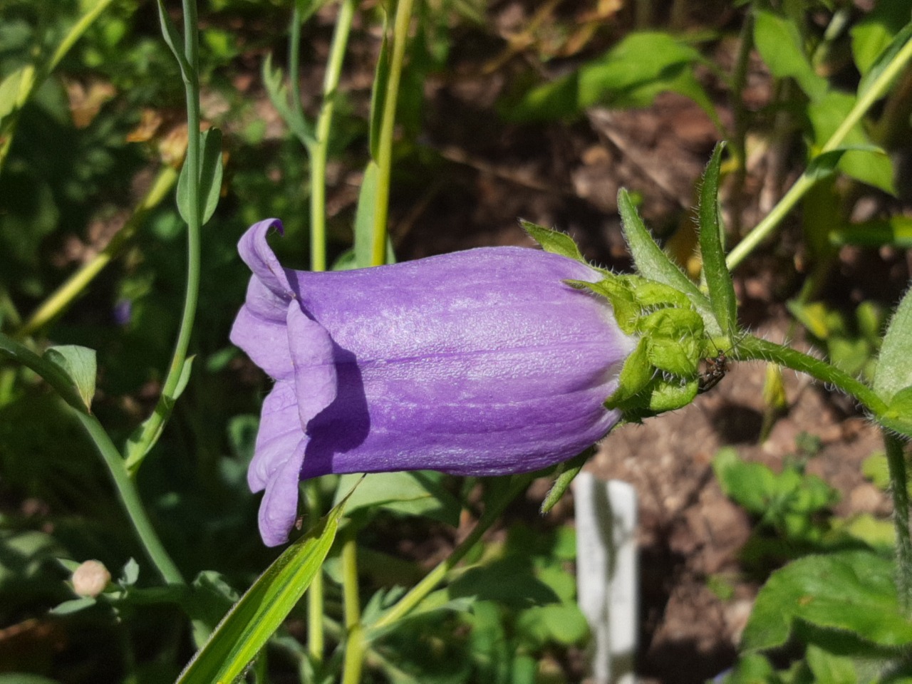 Campanula medium