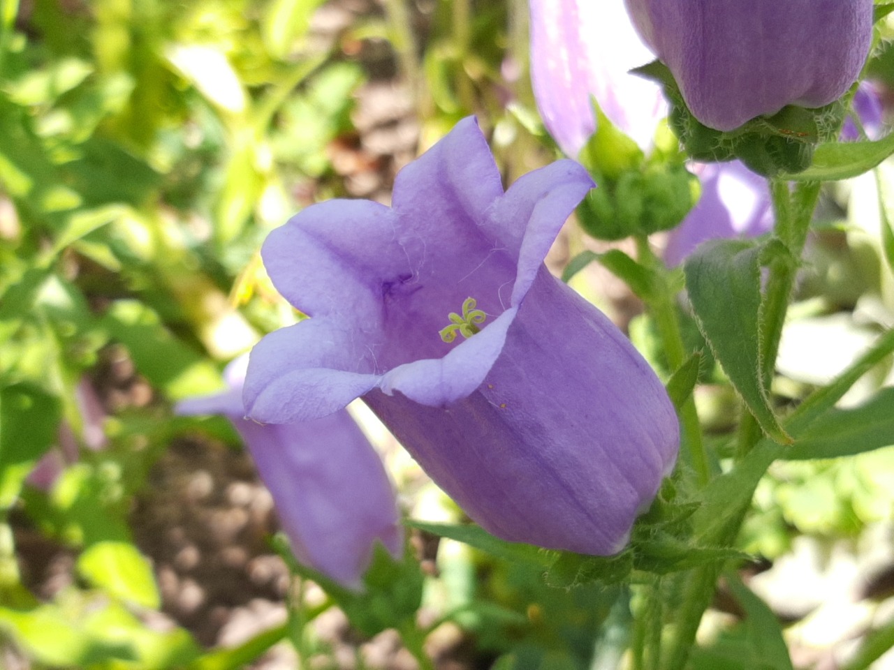 Campanula medium