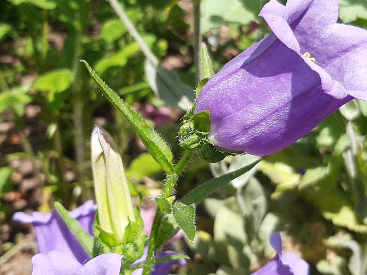 Campanula medium