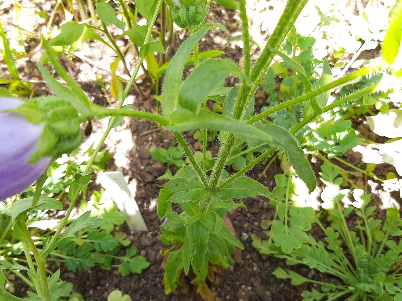 Campanula medium