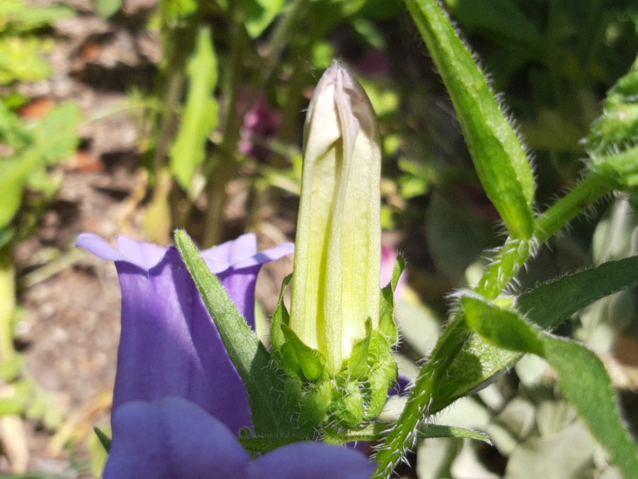 Campanula medium