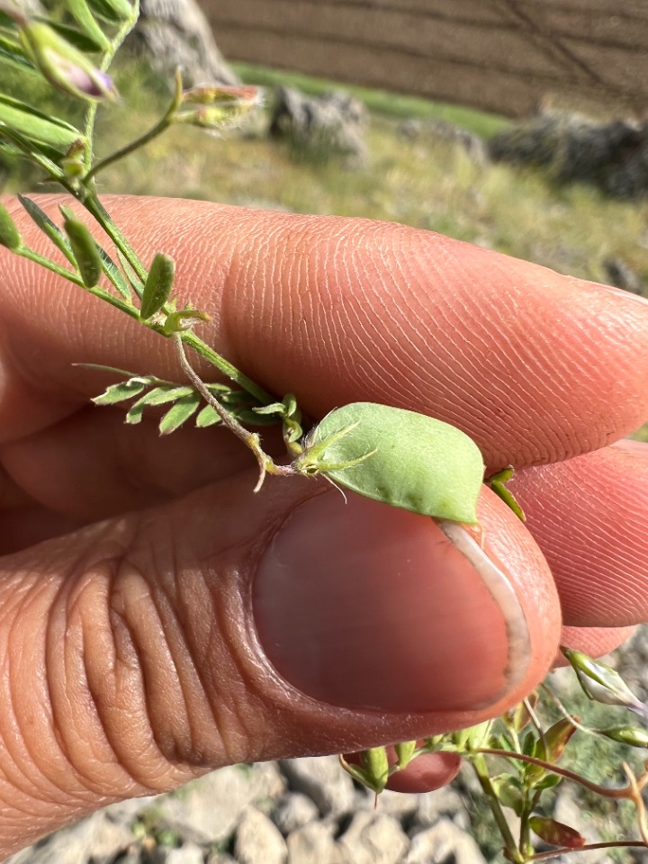 Lens culinaris subsp. orientalis