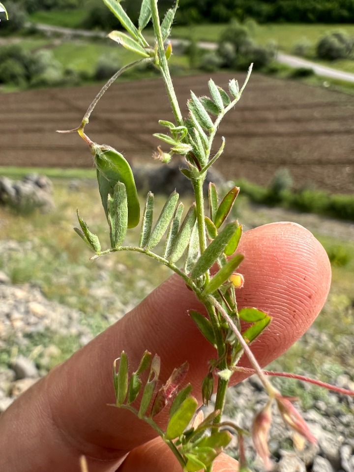 Lens culinaris subsp. orientalis