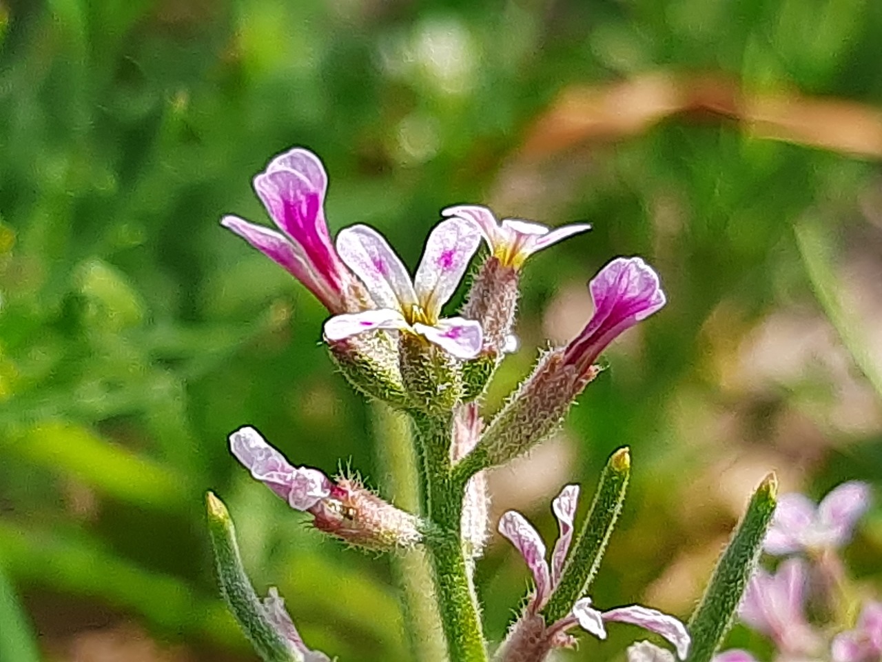 Strigosella africana