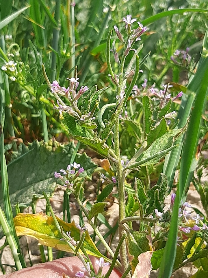 Strigosella africana