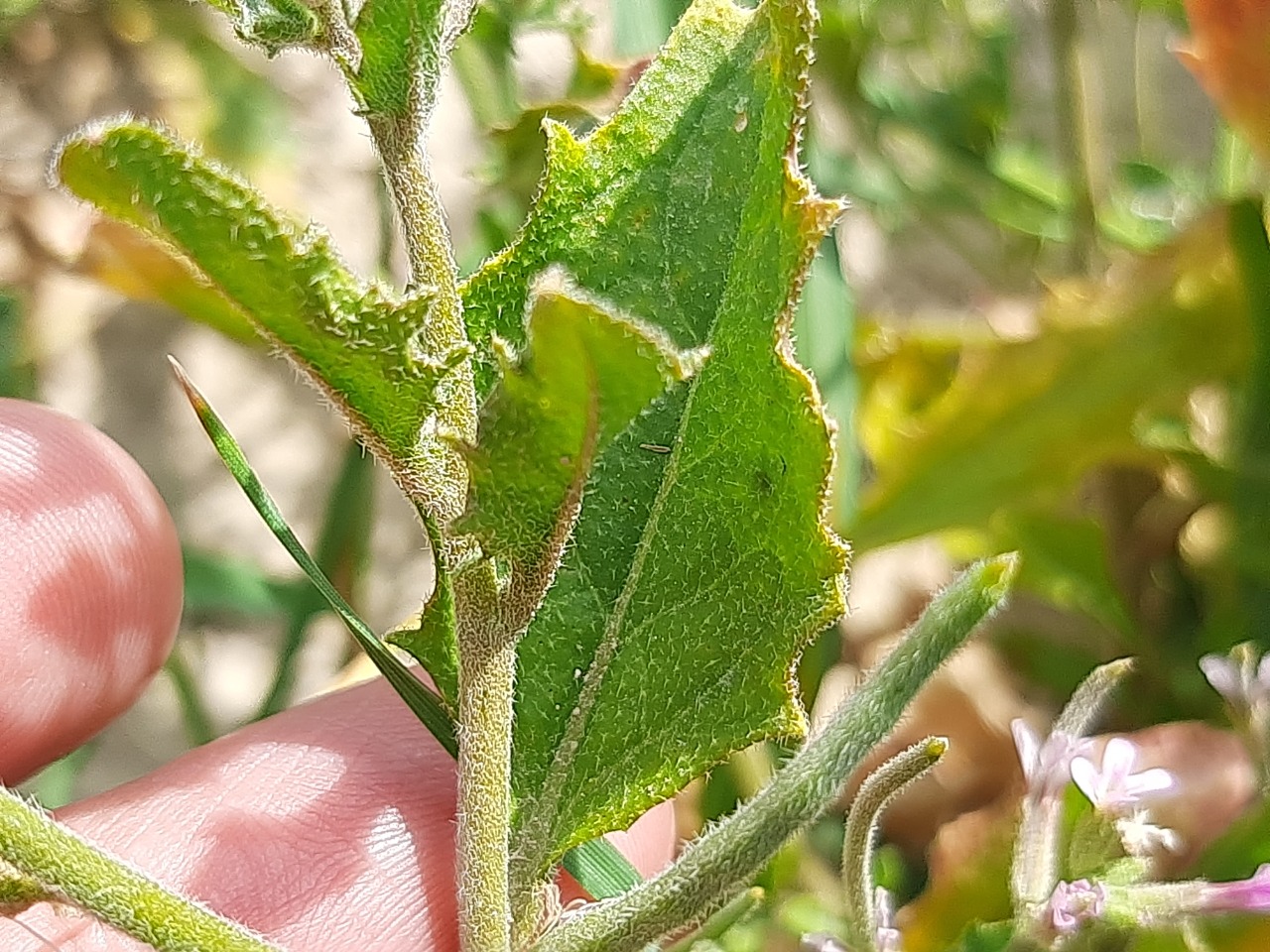 Strigosella africana