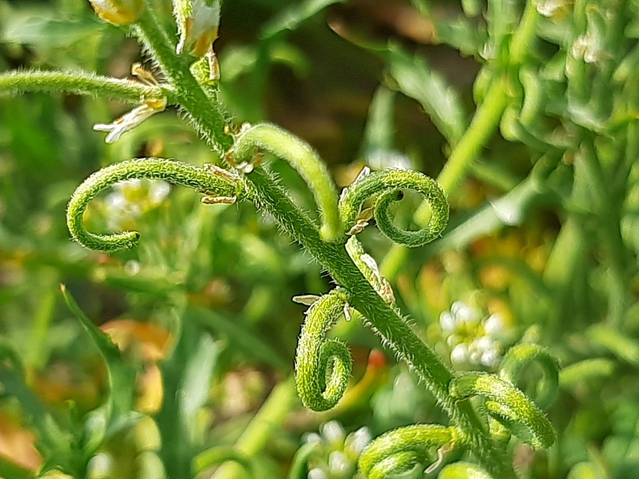 Neotorularia torulosa