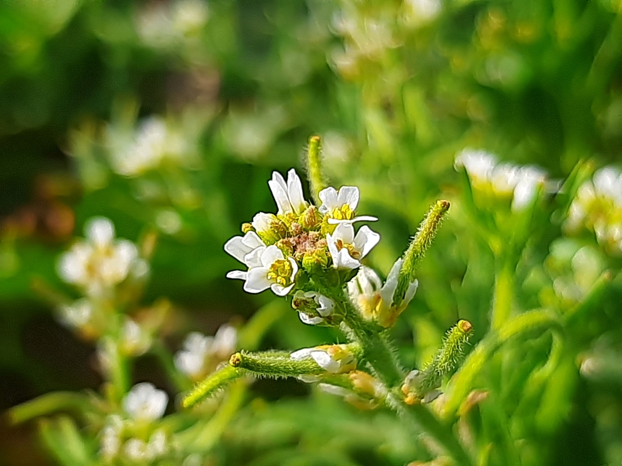 Neotorularia torulosa