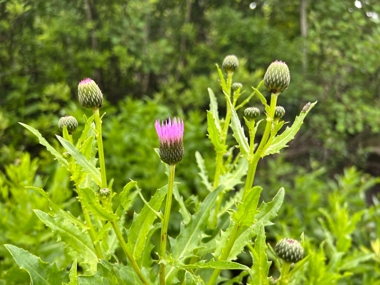 Cirsium pubigerum