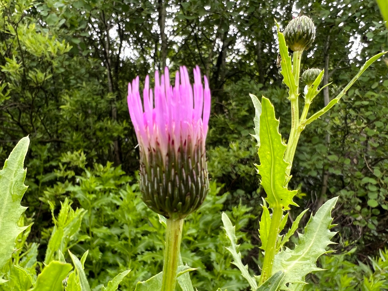 Cirsium pubigerum