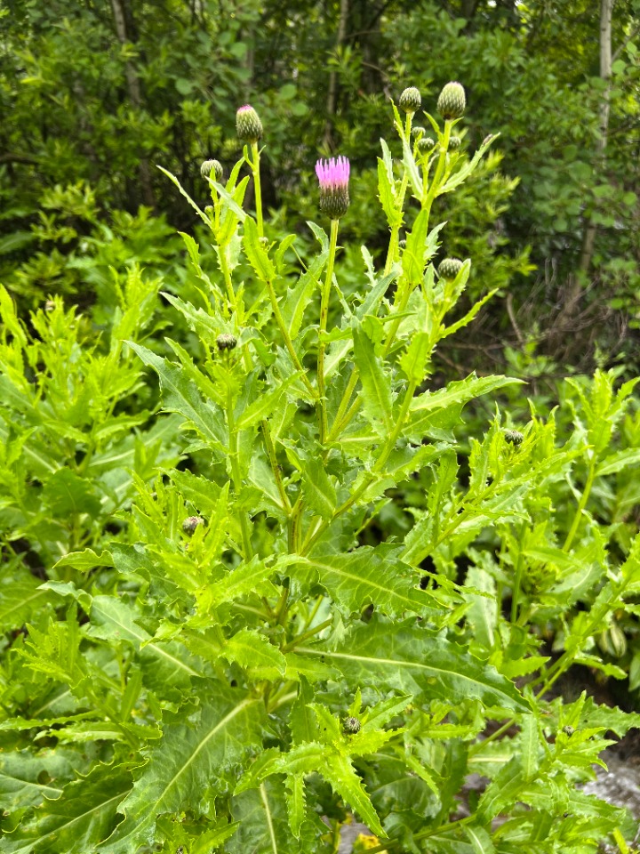 Cirsium pubigerum