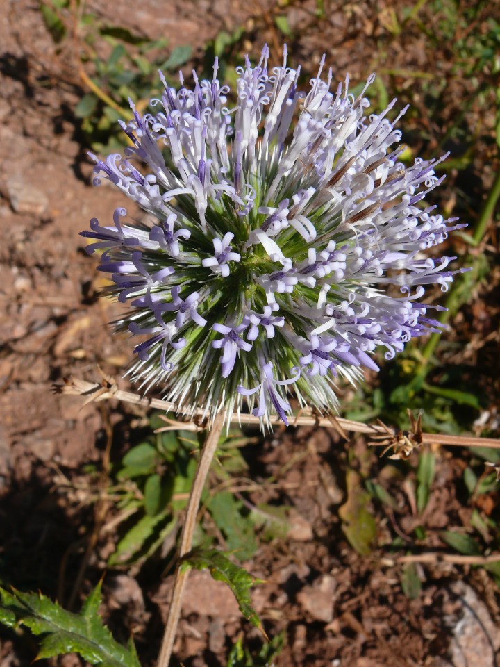 Echinops orientalis