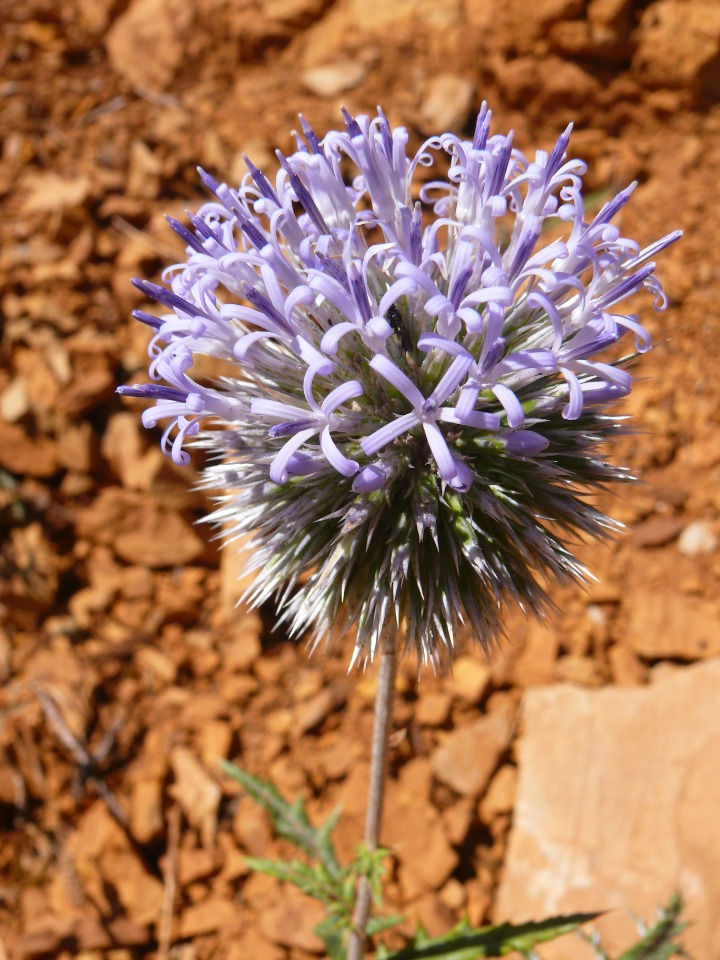 Echinops orientalis