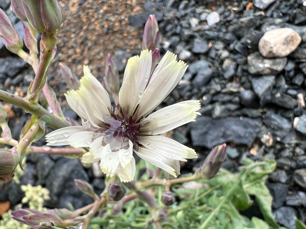 Lactuca tuberosa