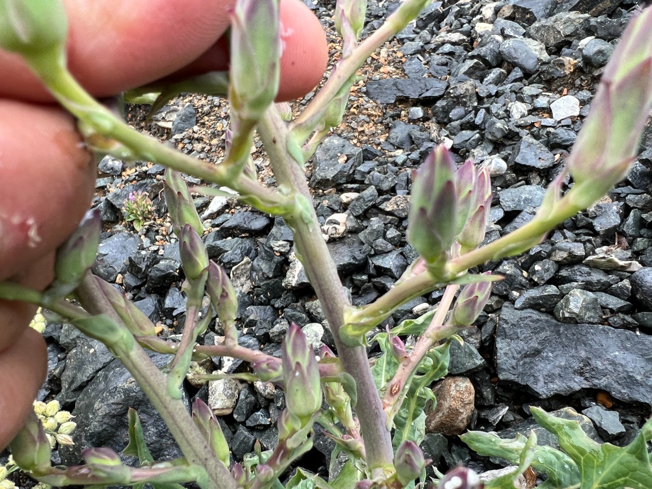 Lactuca tuberosa