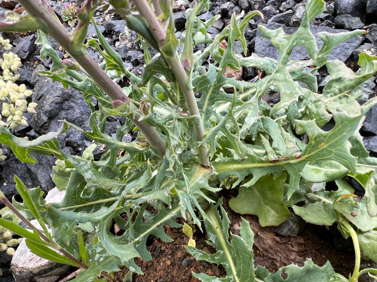 Lactuca tuberosa