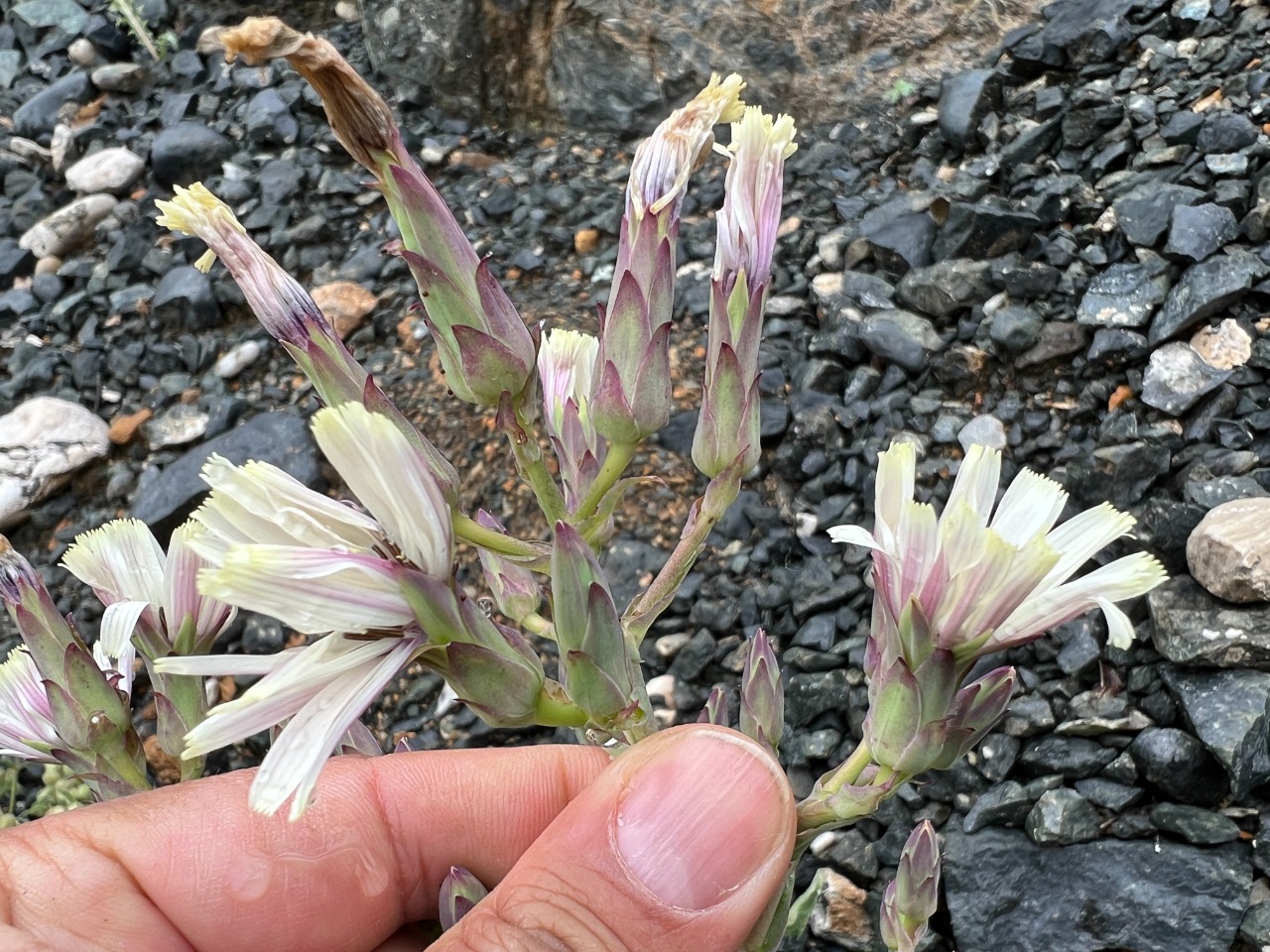 Lactuca tuberosa