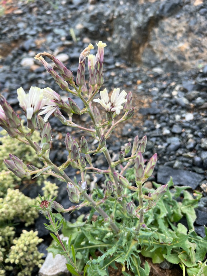 Lactuca tuberosa