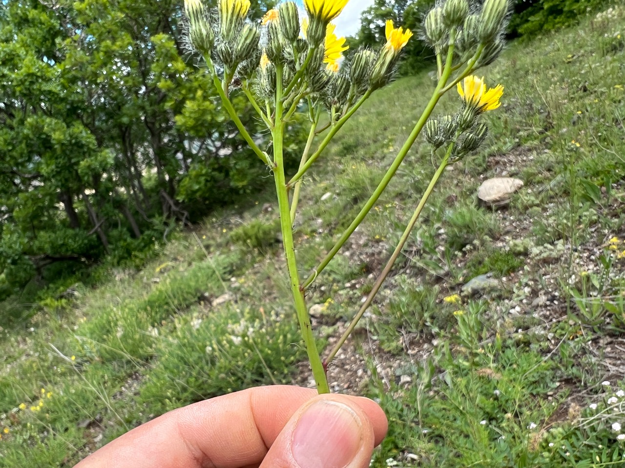 Pilosella cymosa