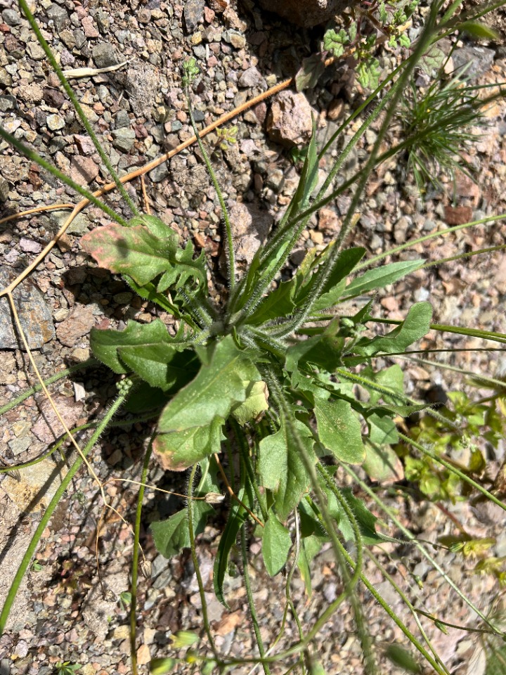 Crepis sancta