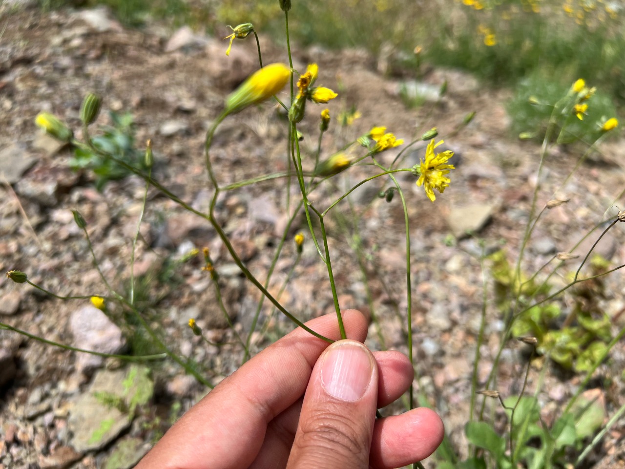 Crepis sancta