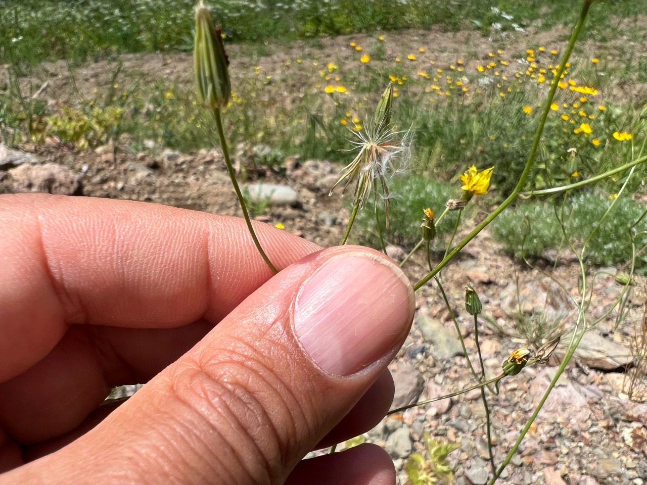 Crepis sancta