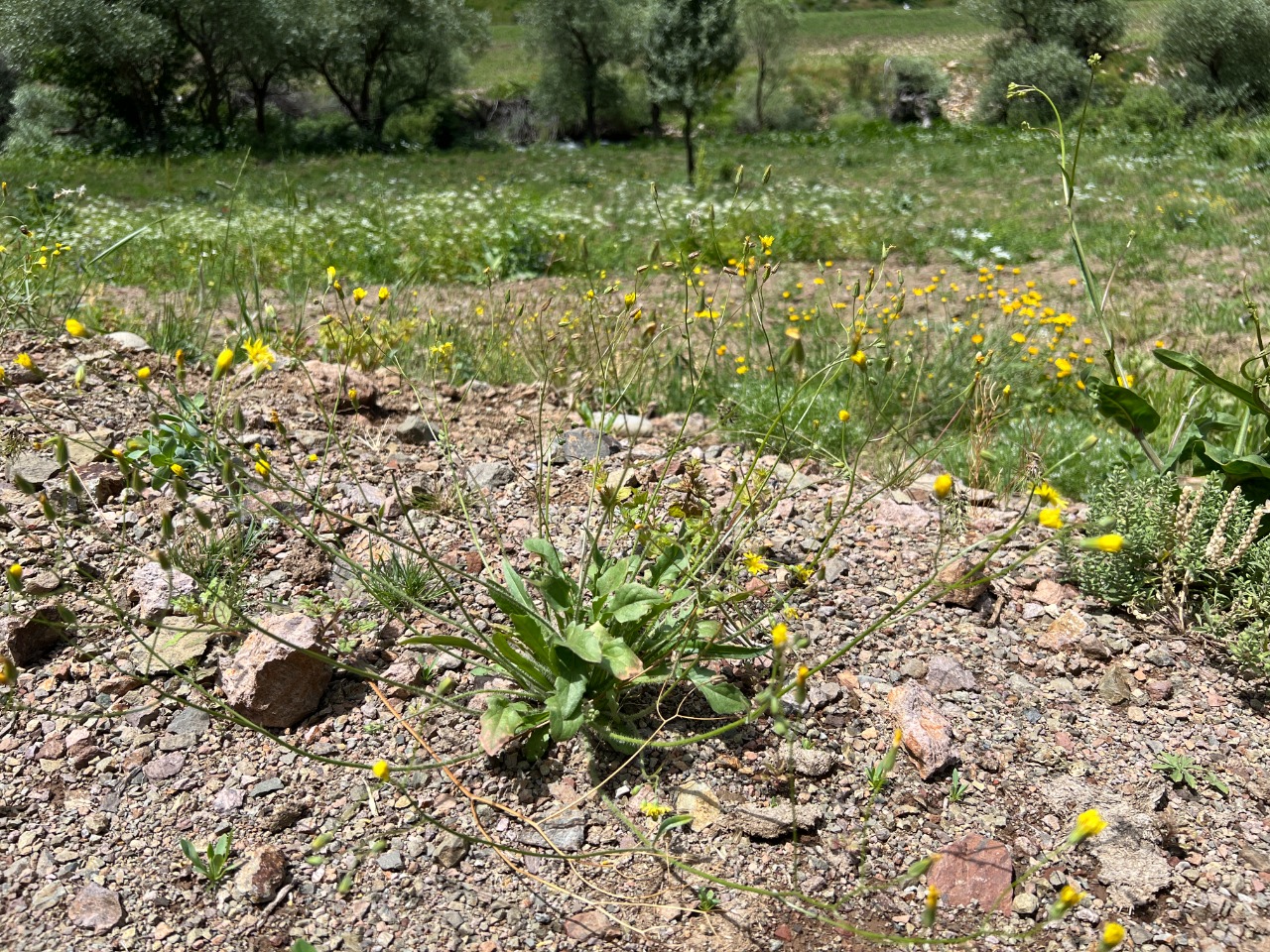 Crepis sancta