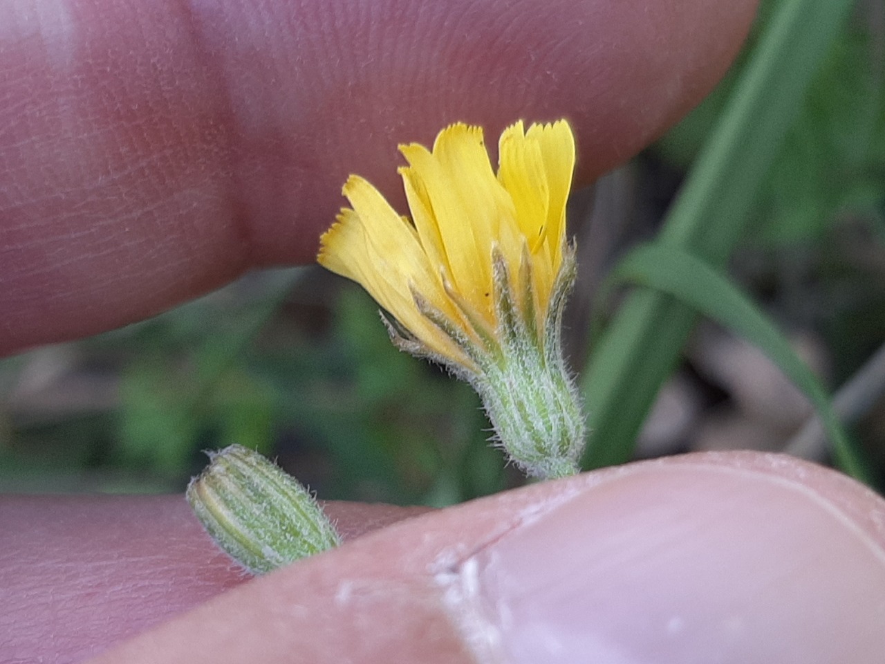 Crepis sancta