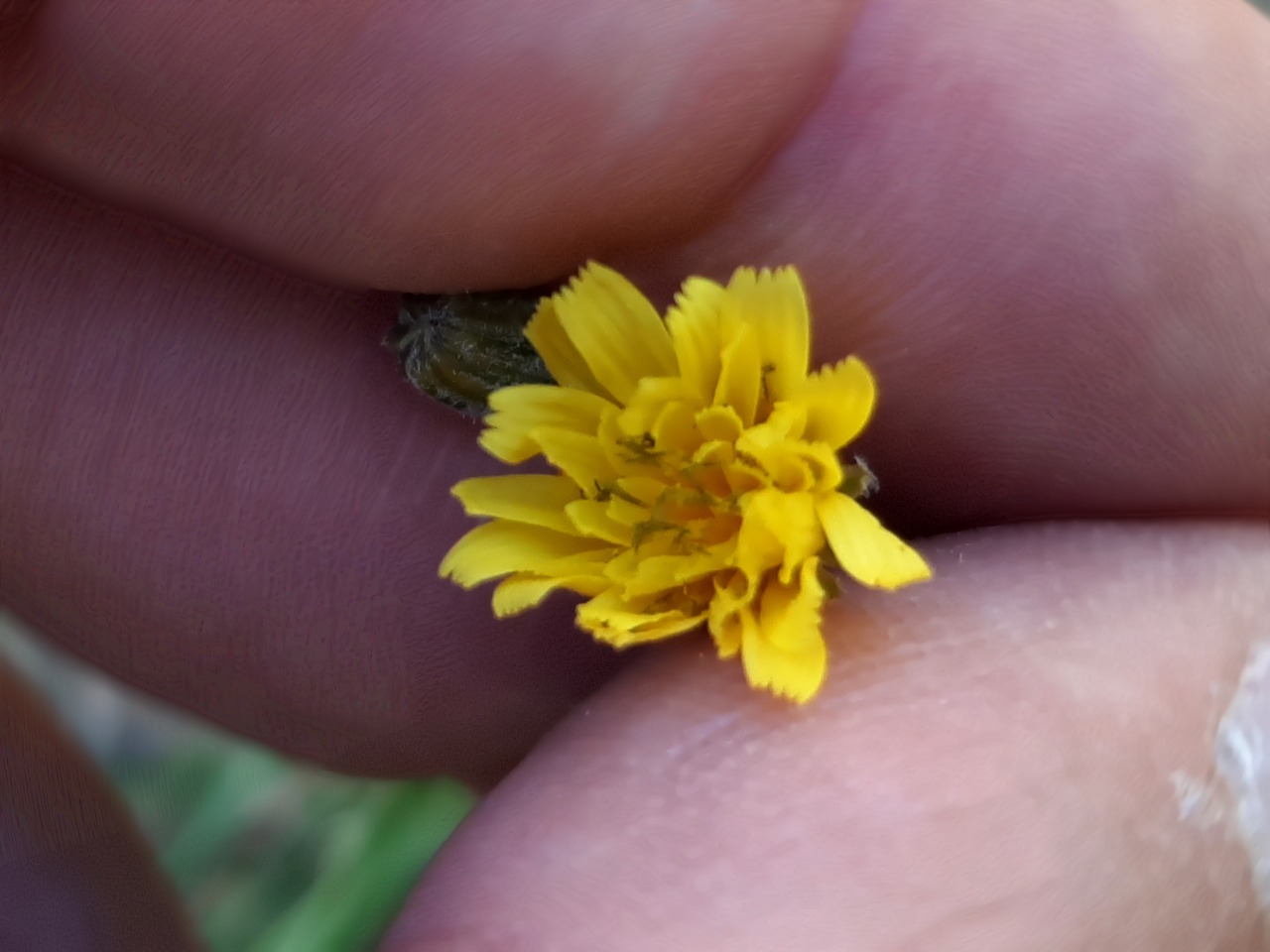 Crepis sancta