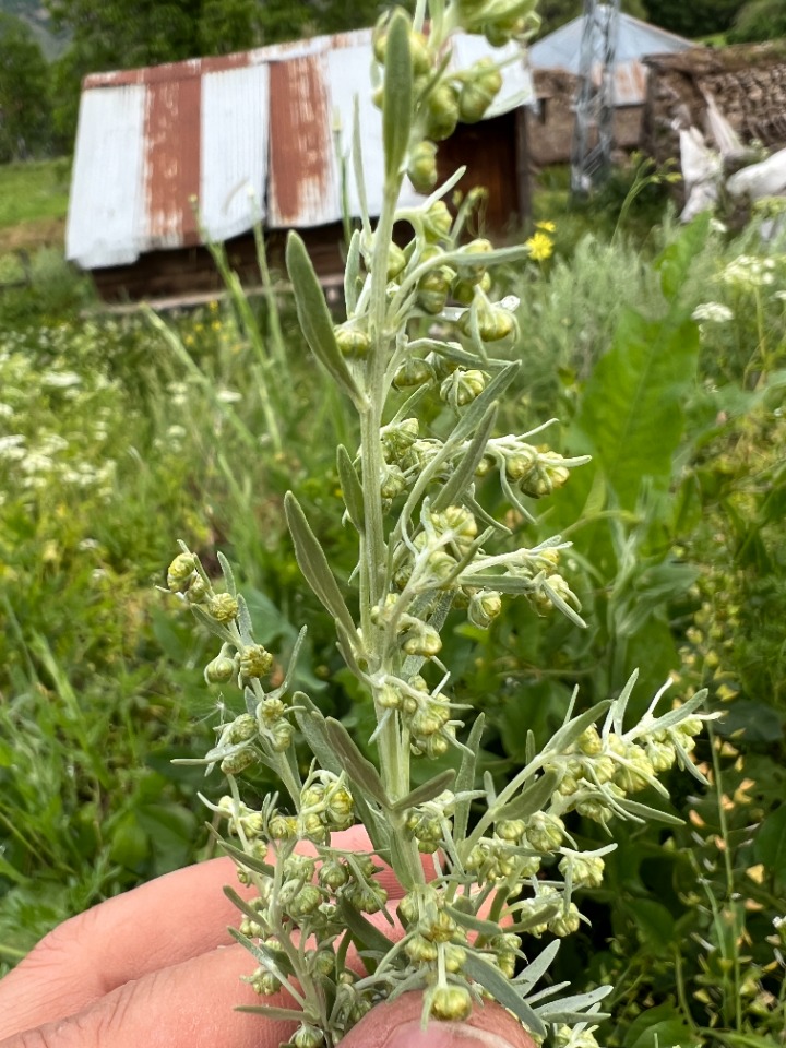 Artemisia armeniaca