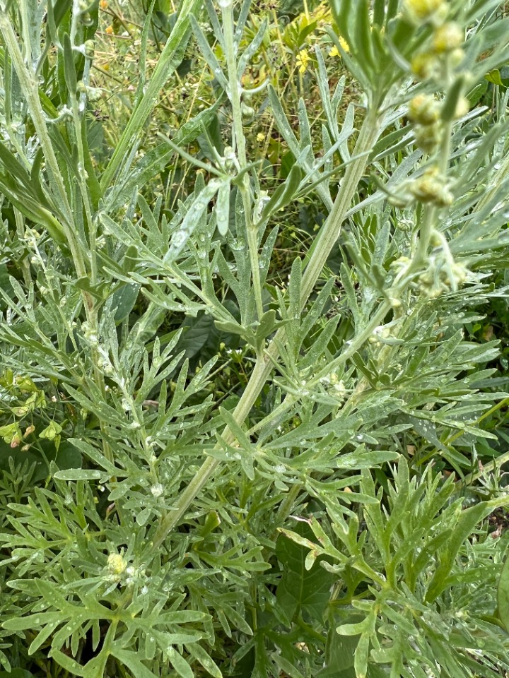 Artemisia armeniaca