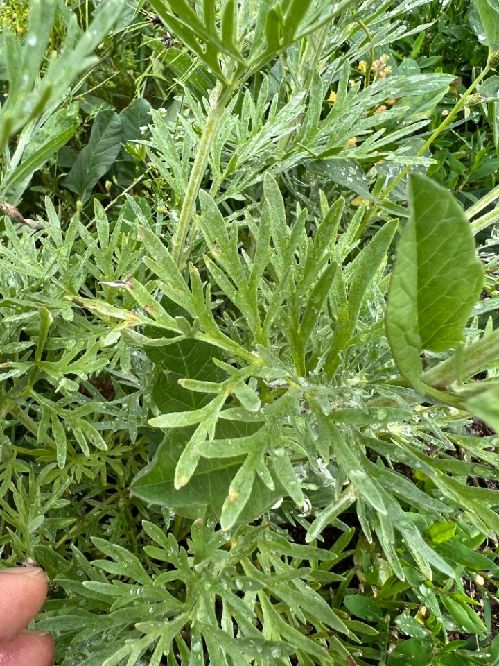 Artemisia armeniaca