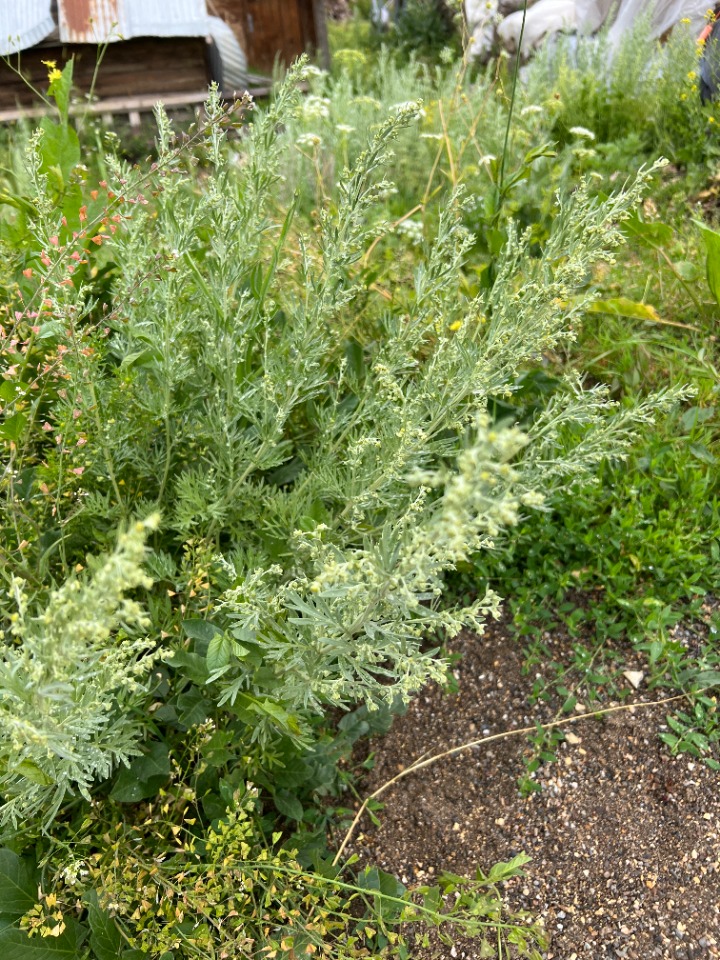 Artemisia armeniaca