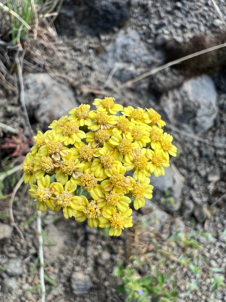 Achillea santolinoides subsp. wilhelmsii