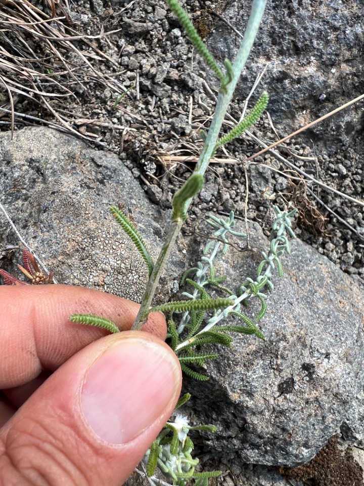 Achillea santolinoides subsp. wilhelmsii