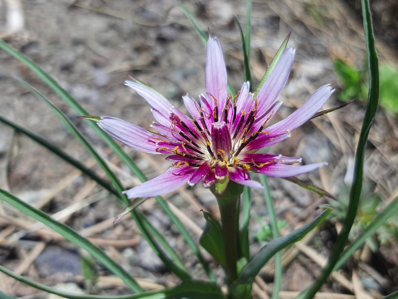 Tragopogon coloratus