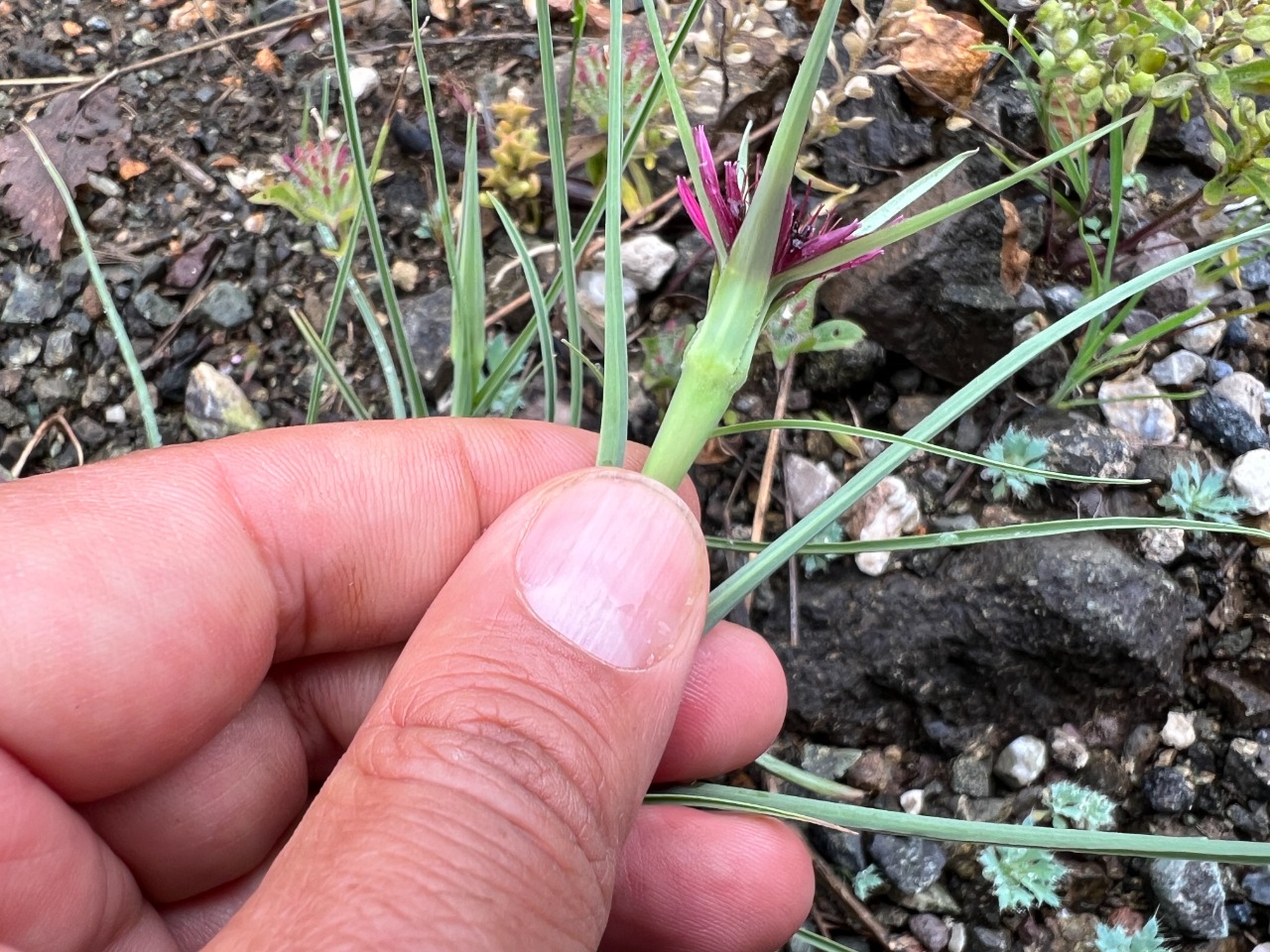 Tragopogon coloratus