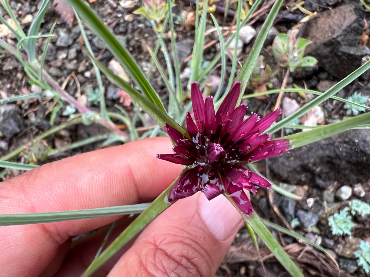 Tragopogon coloratus