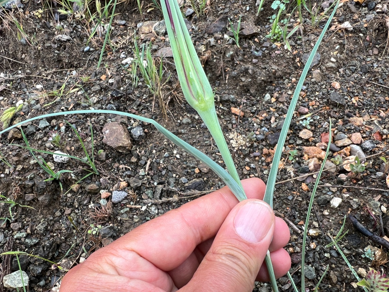 Tragopogon coloratus