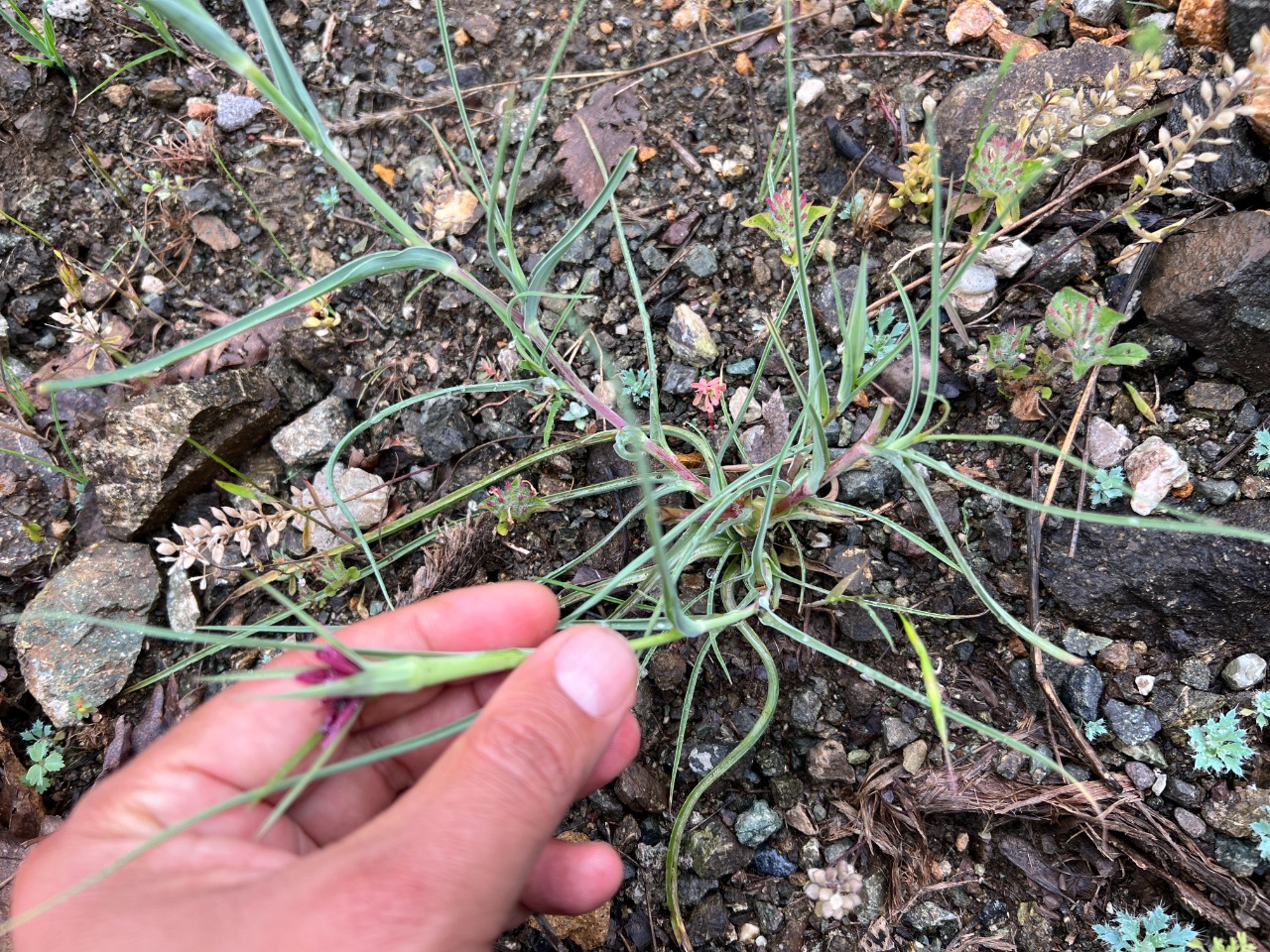 Tragopogon coloratus