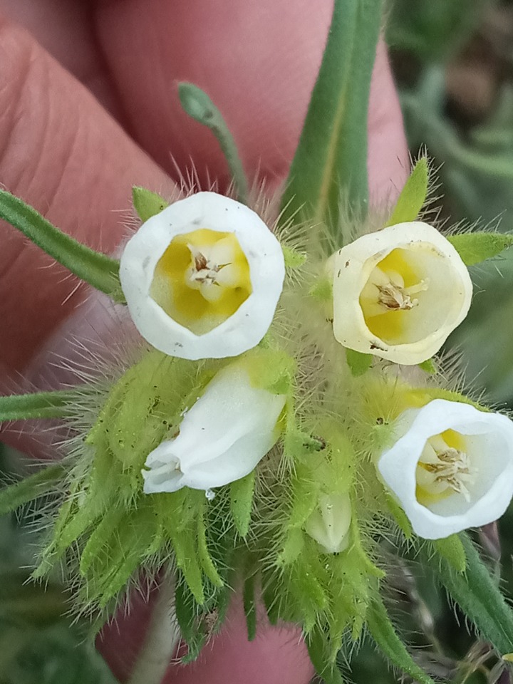 Onosma proballanthera