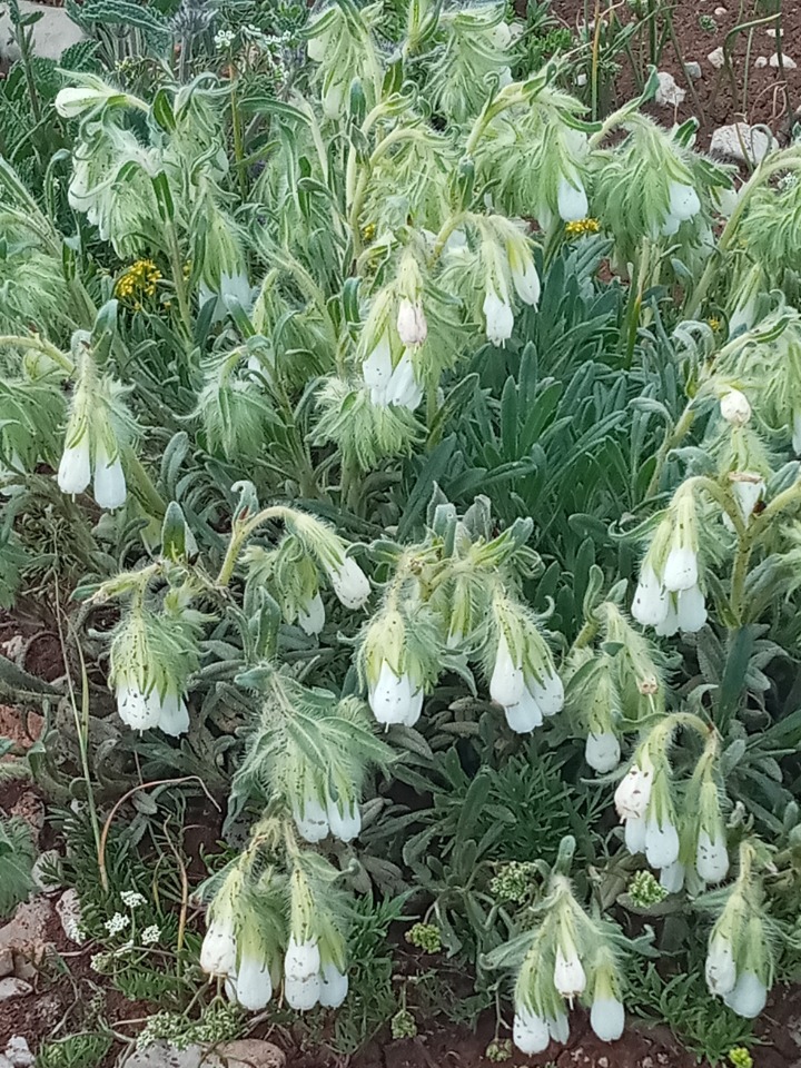 Onosma proballanthera