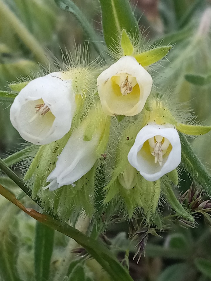 Onosma proballanthera