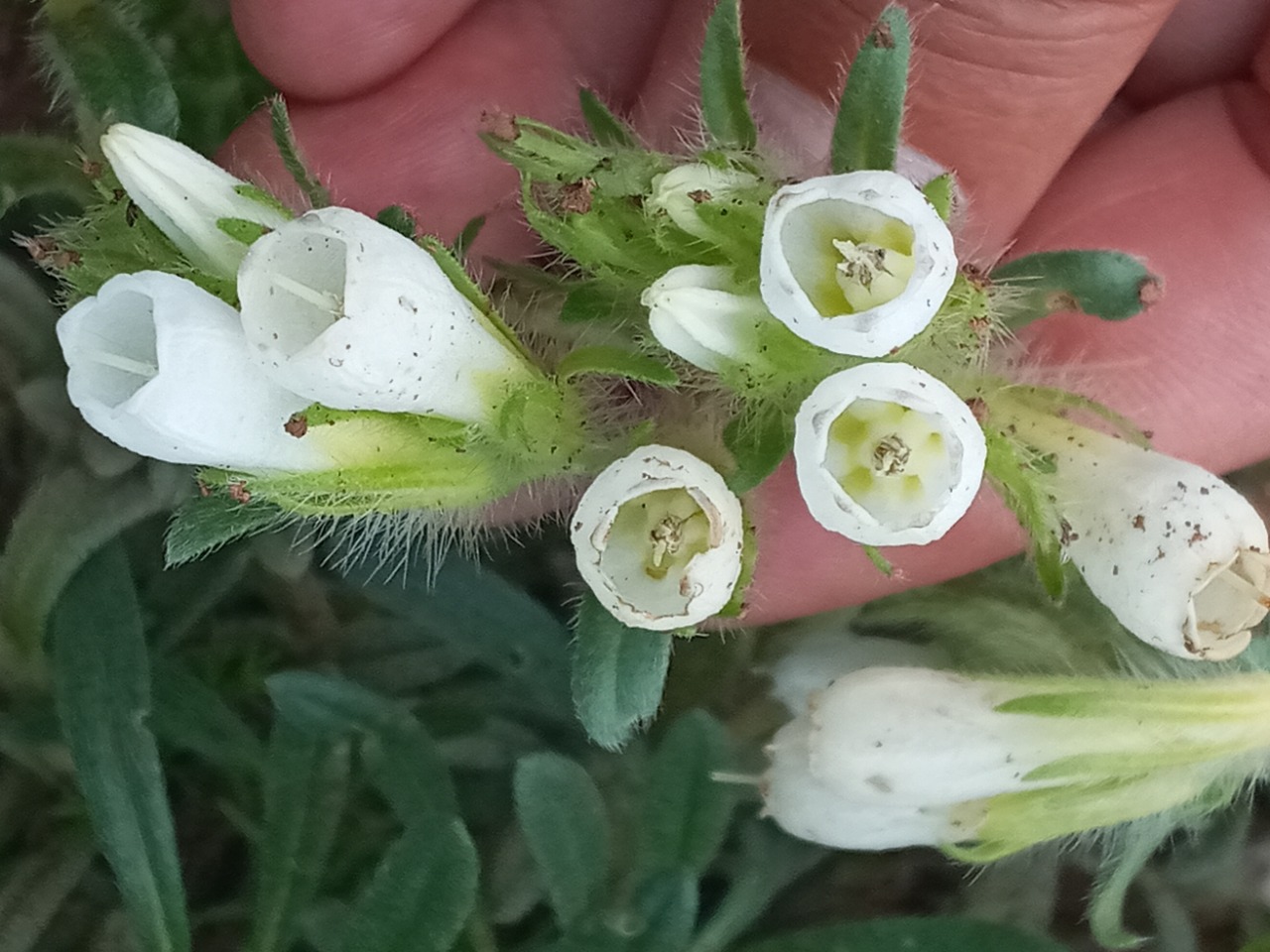 Onosma proballanthera