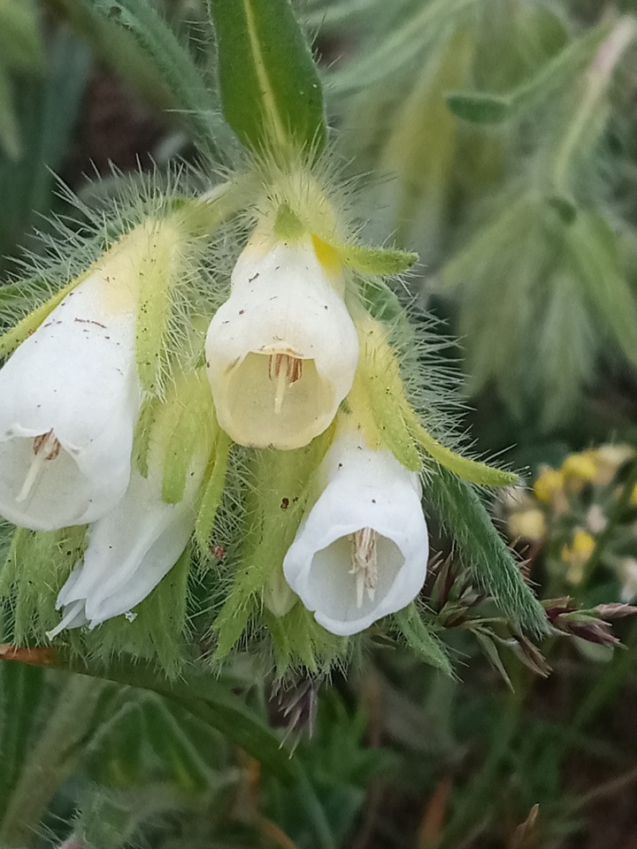 Onosma proballanthera