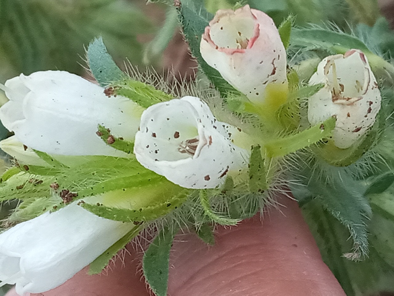 Onosma proballanthera